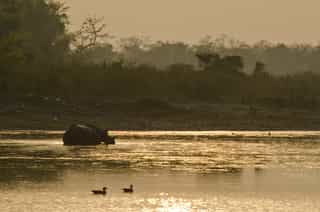 Chitwan Dschungel-Safari