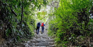 Jungle Trek