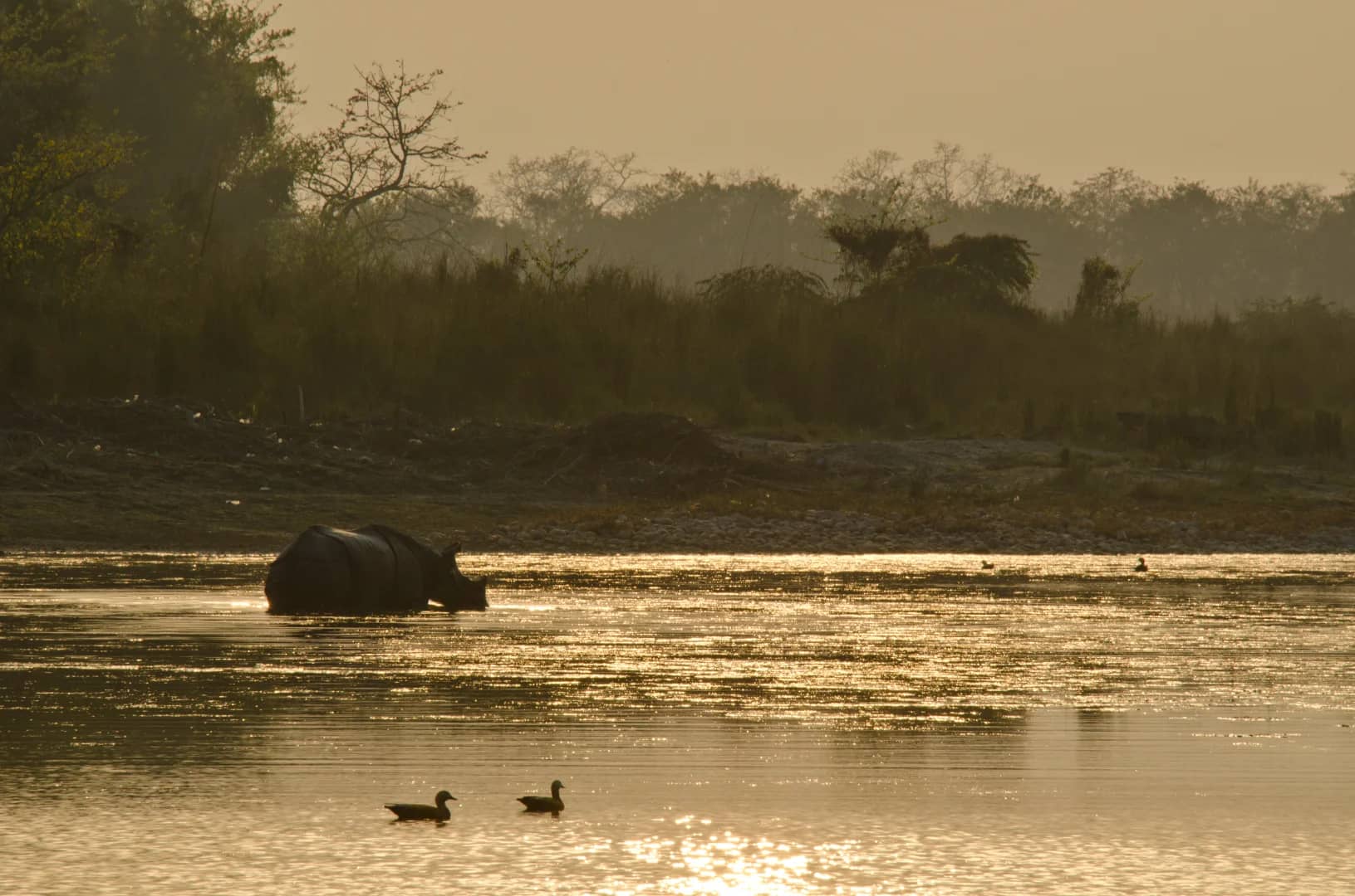 Chitwan Dschungel