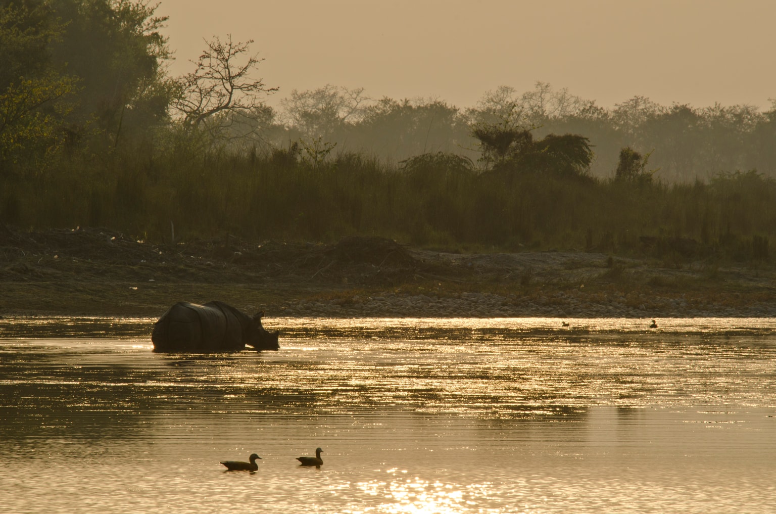 Chitwan Dschungel-Safari